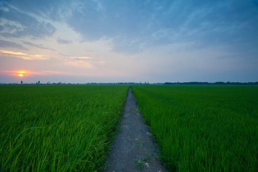 Rice sunset farm landscape sky beautiful field