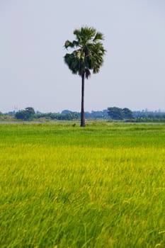 Rice field at Thailand. Coconut tree as background.