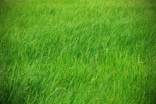 Rice field with wind close up
