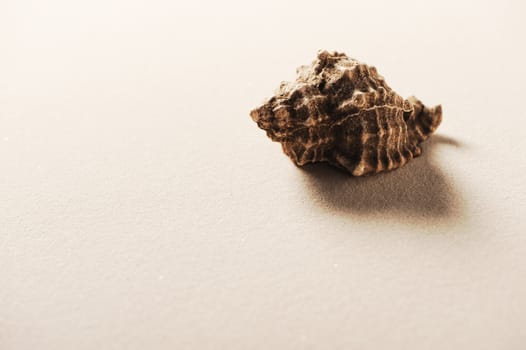 shells on beach sand with room for copy or text