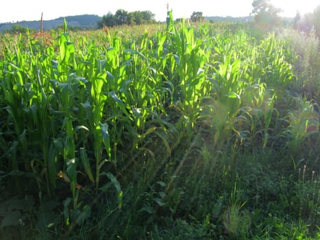 view of a Corn field with sun rays passing trough vegetation                              