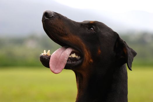 portrait of a dog, close up