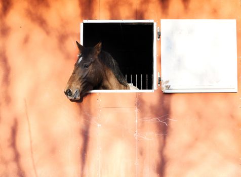 portrait of a horse in stable