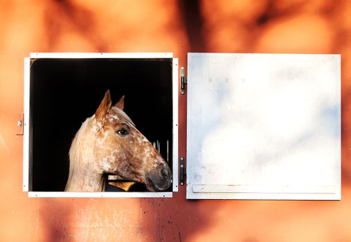 portrait of a horse in stable