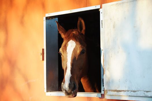 portrait of a horse in stable