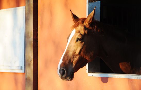 portrait of a horse in stable