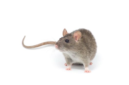 rat  isolated on white background