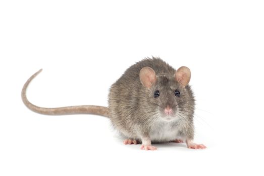 rat isolated on white background