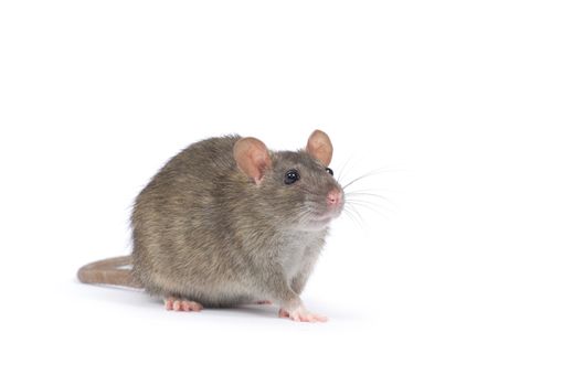 rat isolated on white background