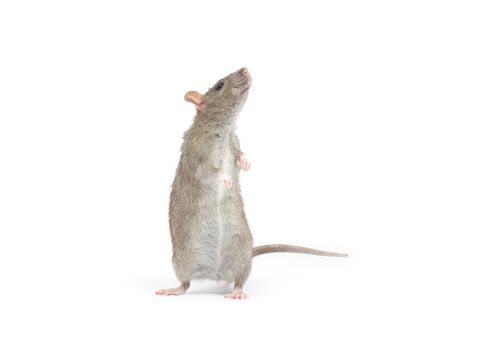 rat  isolated on white background