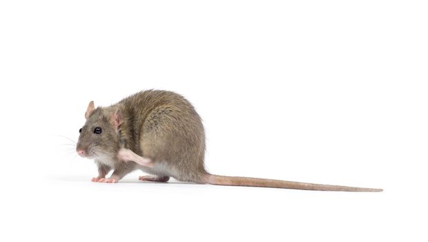 rat isolated on white background