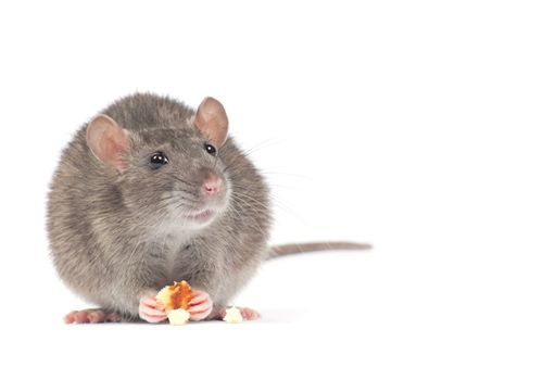 rat isolated on white background