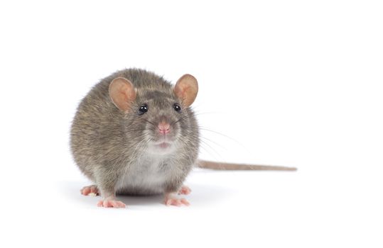 rat isolated on white background