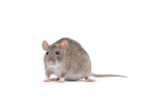 rat  isolated on white background