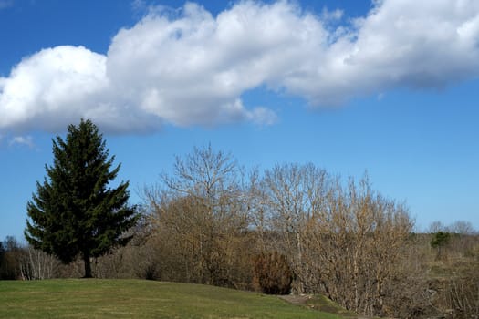 Trees on a background of the blue sky and clouds
