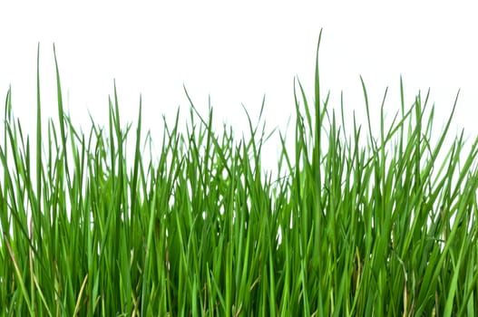 Green and lush grass on white background, horizontal composition