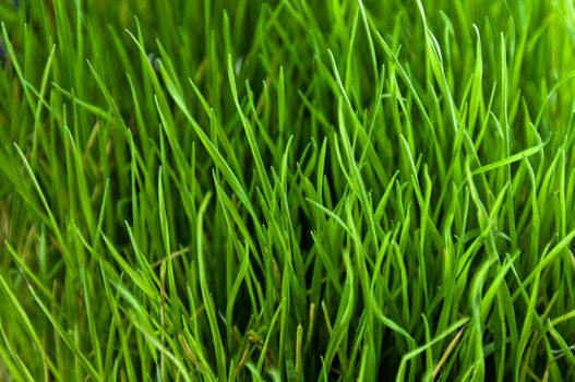 Green and lush grass close-up, bright and vibrant pattern