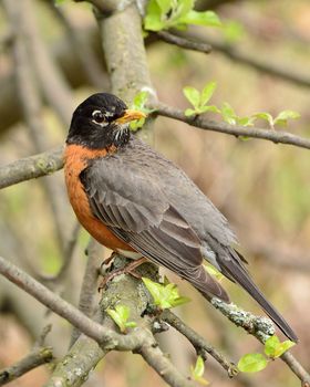 American Robin perched on a tree branch.
