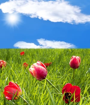 Spring tulips over green meadow