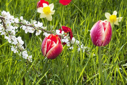 Spring tulips over green meadow