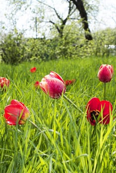 Spring tulips in garden