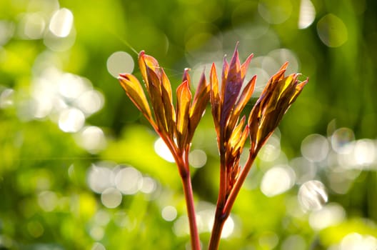 spring background with fresh peony buds