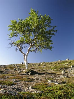 Beautiful landscape of mountain and tree