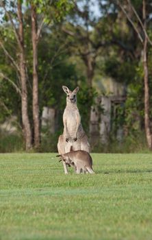 australian eastern grey kangaroo on the grass with joey