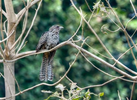 An Asian Koel (female) perched on a branch of a dead tree with green out of focus background