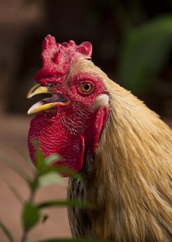 A rooster in Mali, Africa