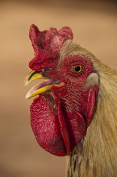 A rooster in Mali, Africa