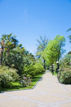 Natural arboretum park in bright city Sochi