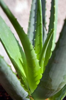 healthy aloe vera plant in the garden 