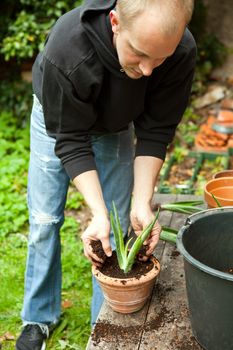 gardener repot young aloe vera plants in the garden