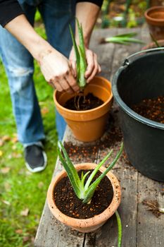 gardener repot young aloe vera plants in the garden