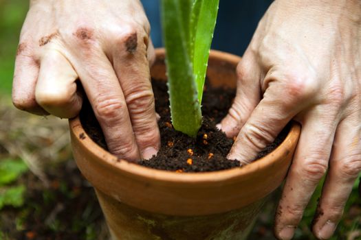 gardener repot young aloe vera plants in the garden