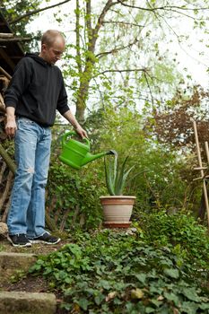 gardener repot young aloe vera plants in the garden