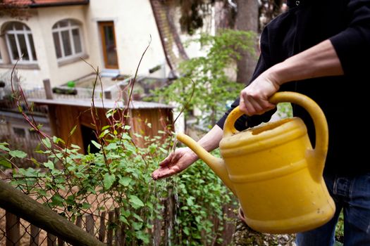 gardener repot young aloe vera plants in the garden