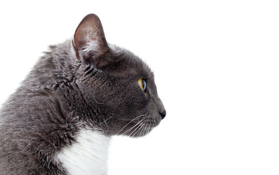 grey cat. Copy space. Isolated on white background