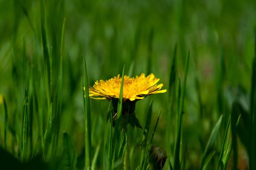 Blooming dandelion among juicy green grass. Closeup.