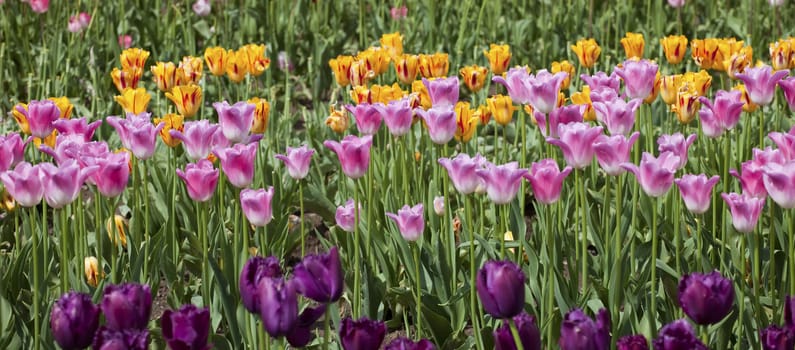 Tulips in a farm field Woodland, WA.