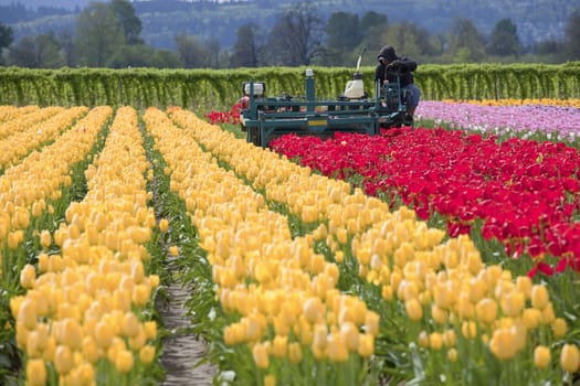 Harvesting tulips in a farm, Woodland WA.