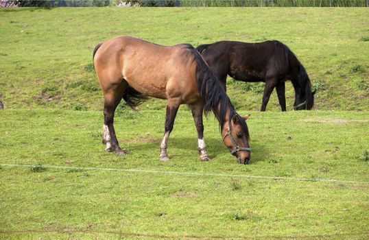 Horses grazing in a field and barn in Woodland WA.