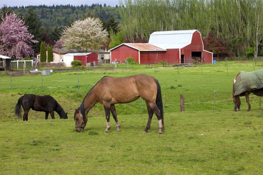 Horses grazing in a field and barn in Woodland WA.