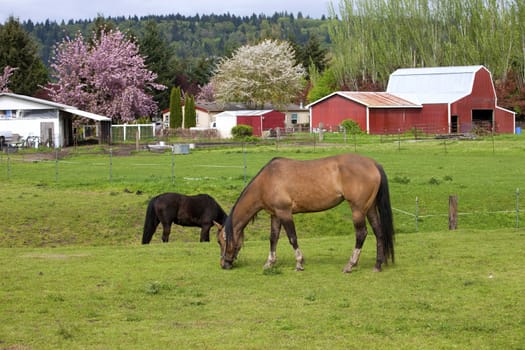 Horses grazing in a field and barn in Woodland WA.