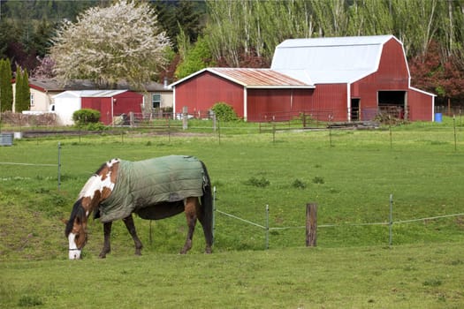 Horse grazing in a field and barn in Woodland WA.