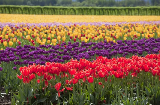 Tulips in a farm field Woodland, WA.