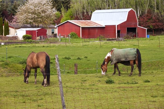 Horses grazing in a field and barn in Woodland WA.