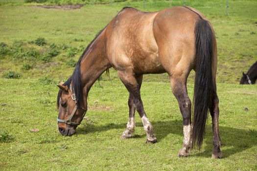 Horse grazing in a field in Woodland WA.