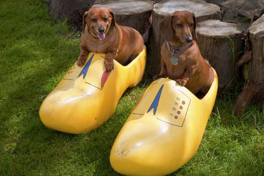 Happy dogs in a wooden shoe, Woodland WA.